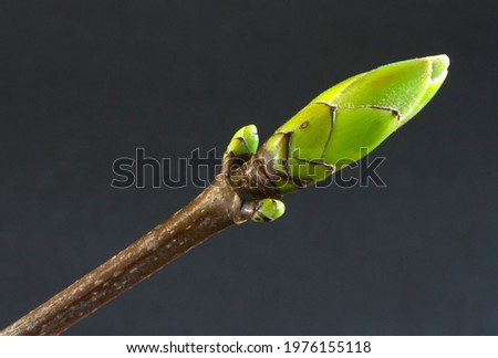 The distinctive cigar-shaped buds of the Beech tree burst into life in spring as the tree prepares a new seasons canopy for growth and regeneration. Royalty-Free Stock Photo #1976155118