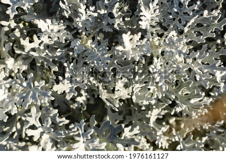 Krestovnik ashen or Jacobea primorskaya lat. Jacobaea maritima top view. Gray natural background. Textured abstract sheet for layouts, signage, design, covers. Silver-gray and bluish shade of leaves.