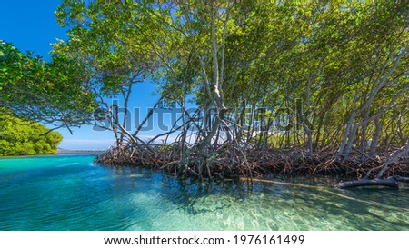 Mangroves on Roatan in Honduras Royalty-Free Stock Photo #1976161499