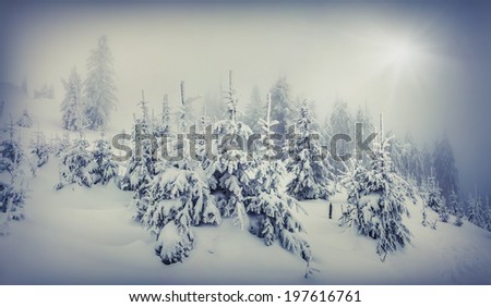 Foggy winter landscape in the forest. Retro style