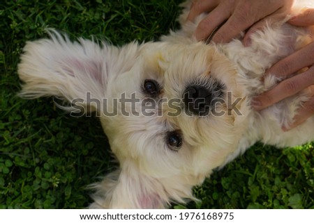 Cute maltese on the grass.