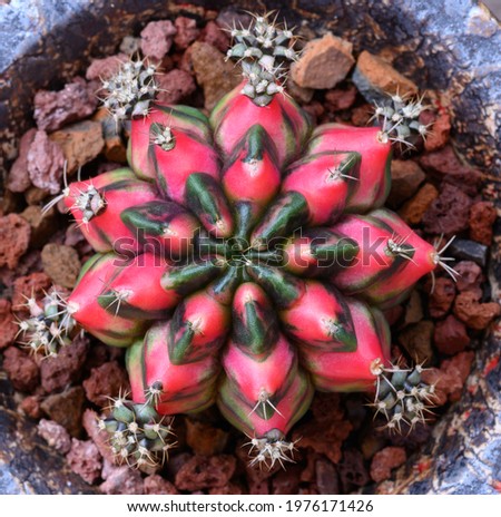Gymnocalycium mihanovichii is a type of cactus or succulents tree that is bred from Thailand.