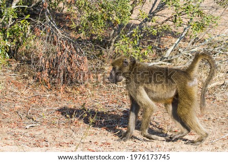 Chacma baboon (Papio ursinus) walking through the bushveld with autumn colors in Kruger National Park, South Africa with copy space