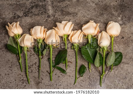 Fresh beige roses on textured stone concrete background. The festive concept for Weddings, Birthdays, March 8th, Mother's, or Valentine's Day