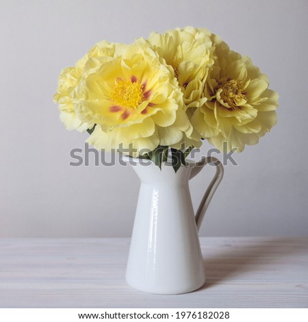Beautiful yellow peony flowers in full bloom in vase against white background. Spring or summer blooms. 
