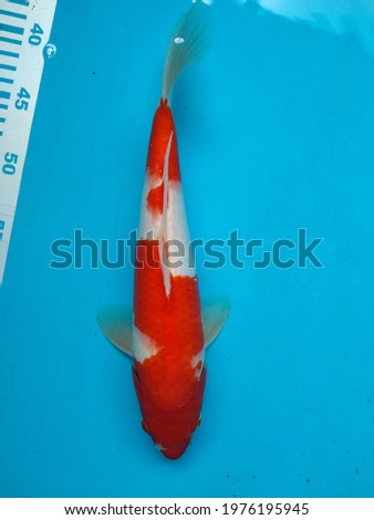 Photo of kohaku koi fish.
