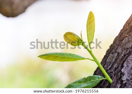 Cashew nut leaf that edible as vegetable grow in Thailand