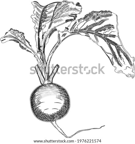 Purple top white globe turnips for banners, flyers. Turnip with tops drawing in sketch style drawn in pencil, ink. Organic, healthy vegetables. Vector illustration isolated on white background. Royalty-Free Stock Photo #1976221574