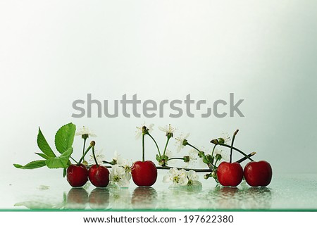 cherries on a white background with branches
