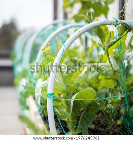 Garden vegetables covered with insect netting. Pesticide-free solution to protect brassicas, such as kale, pak choy and broccoli, from the cabbage moth laying eggs. Selective focus on front netting.
