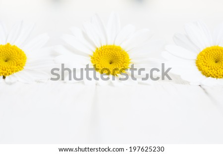 chamomiles on white wooden background