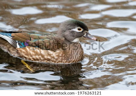 Portraint of a female wood duck at lakeside wetland, the elegant females have a distinctive profile and delicate white pattern around the eye.