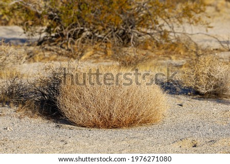 Dry circular desert bush known as tumbleweed or Russian thistle. Tumbleweed are know to cause fires and car damage when tumbling on the road.