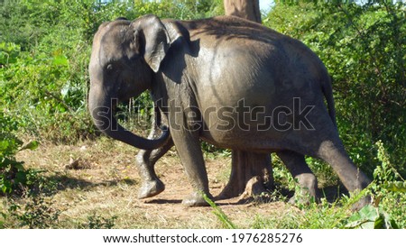 Heavily pregnant elephant in Udawalawe national park Sri Lanka
