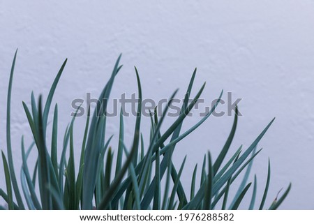Long leaved succulent plant in front of white wall