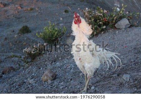 white rooster, was at Mount Merapi the event of a god offering.