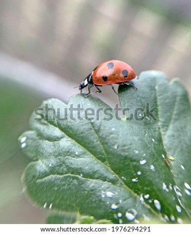 A ladybug travels through a currant bush. Red on green 