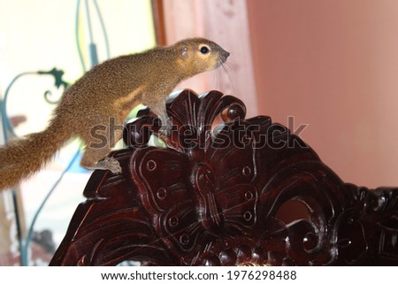 Squirrels are walking the streets of the house, pets since childhood.