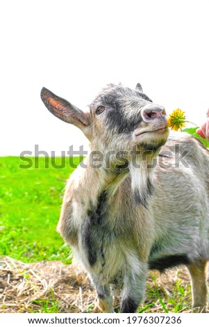 A happy goat grazes in a green pasture and sniffs a dandelion held out to her. Portrait of a domestic goat eating juicy green grass in a pasture. Vertical photo, clear white sky