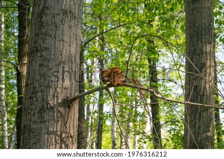 A squirrel on a poplar branch nibbles a nut on a green background on a spring day

