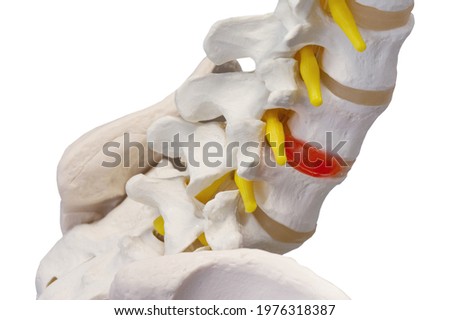 Isolated model of the spine in close-up Royalty-Free Stock Photo #1976318387