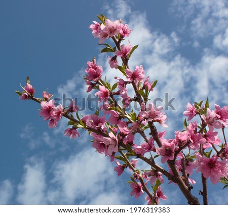Bright pink sakura flowers against a blue sky with white clouds. Bottom view.