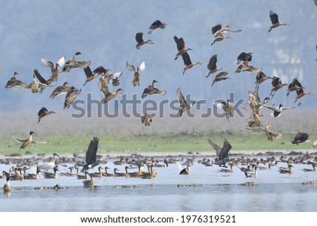 Flock Of Migratory Birds Are Flying Over The Sanctuary Wetland Royalty-Free Stock Photo #1976319521