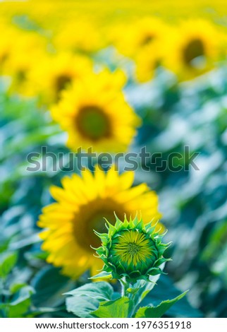 Sunflower in Indre-et-Loire Department of the Loire Valley, France, Europe, Unesco World Heritage Site