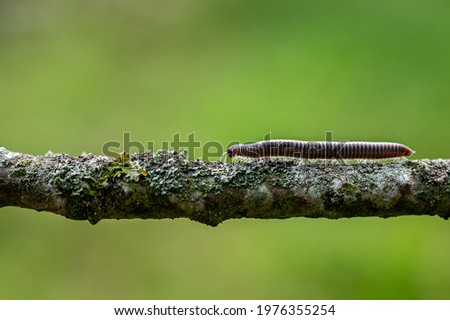 Striped Millipede,  ommatoiulus sabulosus, walking along a fallen tree twig