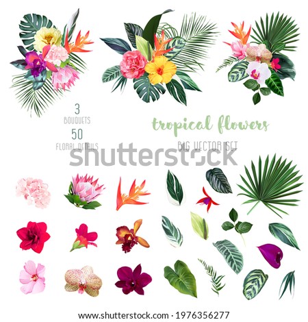 Exotic tropical flowers, orchid, strelitzia, hibiscus, protea, anthurium, palm, monstera leaves big vector design set. Jungle forest wedding bouquet. Island greenery.Elements are isolated and editable Royalty-Free Stock Photo #1976356277
