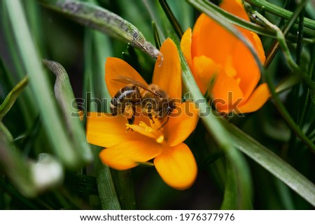 A flying honey bee collects pollen on a yellow flower. A bee sits on a spring yellow crocus flower with a blurred background.