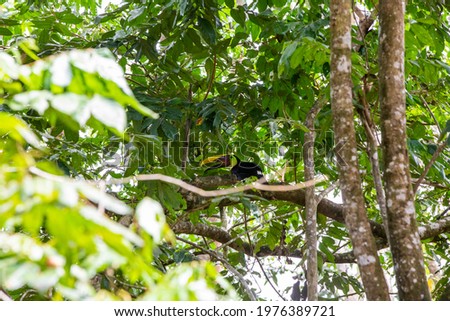 The chestnut-mandibled toucan or Swainson's toucan (Ramphastos ambiguus swainsonii) in the tree canopi in the Arenal region, Costa Rica