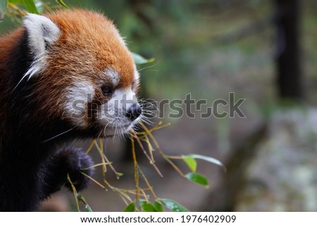 Close up of the face of a red panda