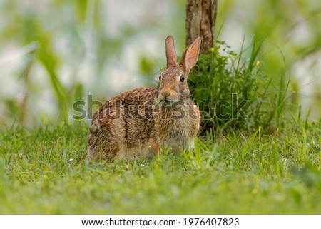 Wild Cottontail rabbit eating grass.