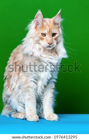 Red tabby American Coon Cat looking at camera. Portrait of adorable Maine Coon Cat sitting on light blue and green background. Front view, studio shot.