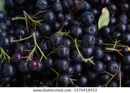 Background of chokeberry berries with a couple of green leaves. Freshly picked chokeberry berries. Fruit chokeberry. Aronia fruits. Fruit background. Royalty-Free Stock Photo #1976418953