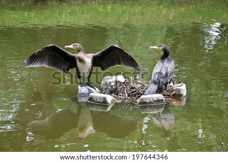 Two great cormorants with their nest and one spreading his wings horizontal