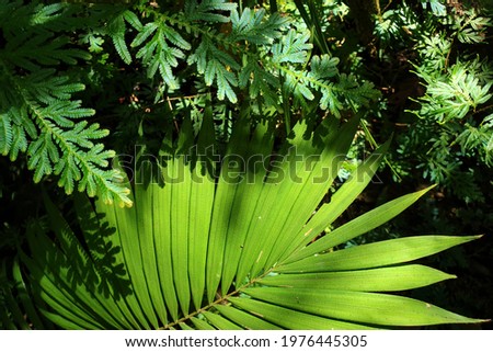 Fresh green leaves background, Spike moss (Selaginella Wallchii) and palm leaf in the tropical jungle.