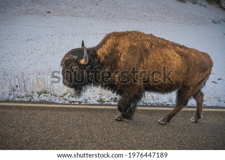 A BISON WALKING ALONG THE ROADWAY IN WYOMING
