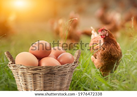 Brown eggs in basket and There was hen standing on side isolated on Grass background, concept Eggs Fresh from farm Royalty-Free Stock Photo #1976472338