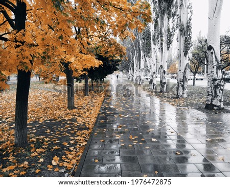 park autumn, tree golden autumn
