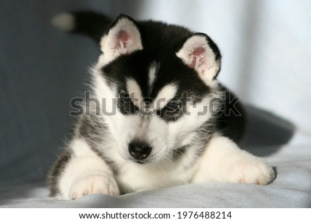 The picture of Siberian husky dog.