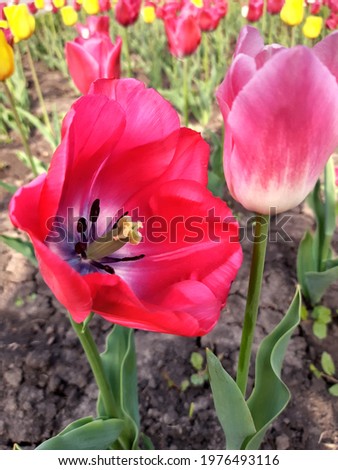 Colorful tulip flower close-up on a background of greenery.