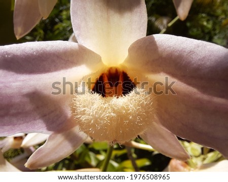 musky-smelling dendrobium Flower. It is a species of orchid. It is native to the Himalayas (northern and eastern India, northern Bangladesh, Nepal, Bhutan. This picture in Sri Lanka.