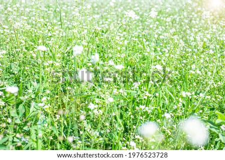 Tall Grass Field with white flowers. Close-up..Vibrant green grass close up photo. Lush grass close up background. Bokeh.
