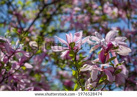 Magnolia against the blue sky, beautiful pink flowers on the branches of the magnolia tree, natural background, spring mood.
