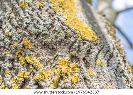 Detailed texture of an old sick tree on which grows green lichens