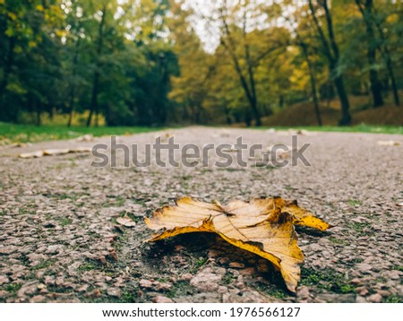 Autumn forest or park road with yellow leaves fallen - beautiful autumn background landscape. Colorful foliage falling. Selective focus
