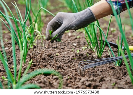 Gardener in gloves weeding onion in backyard garden with rake. Garden work and plant care. Farmer gardening and harvesting