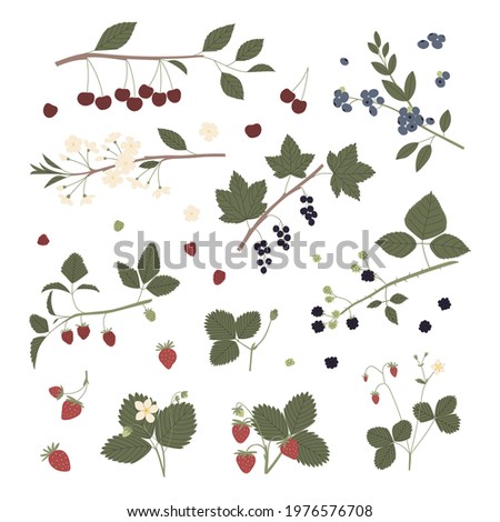 Vector color hand drawn flat illustration set of garden berry with branches, leaves, flowers and berries. Isolated on white background. Cherry; blueberry; blackcurrant; dewberry; strawberry.